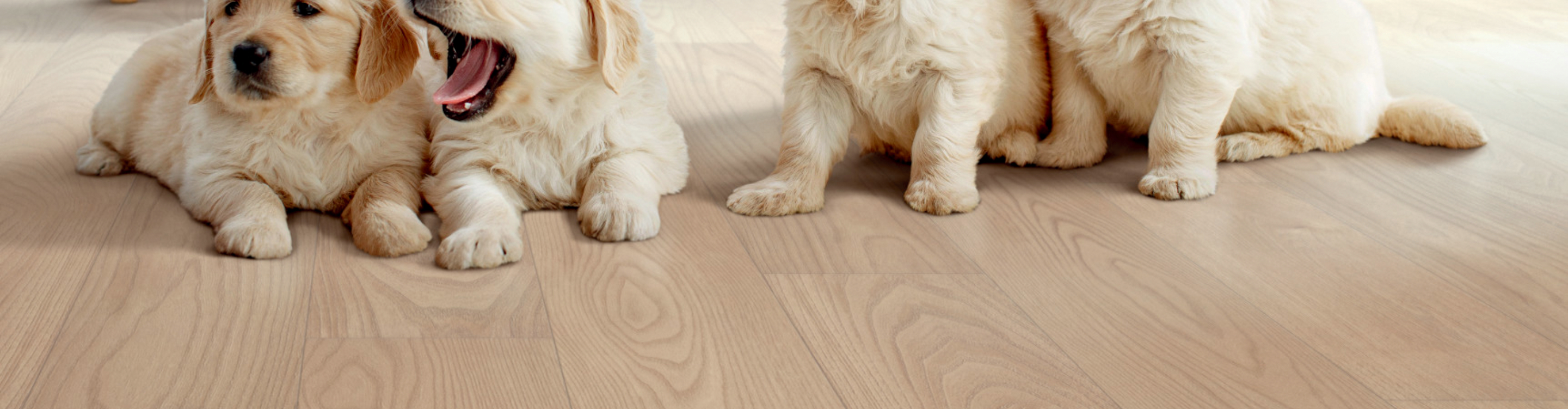 Vinyl Flooring with Puppies